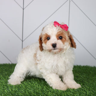 Lillian - Available Now