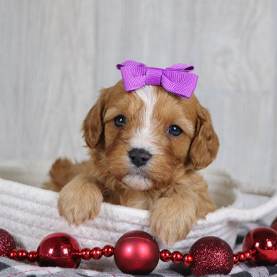 Liza - Available 1/8