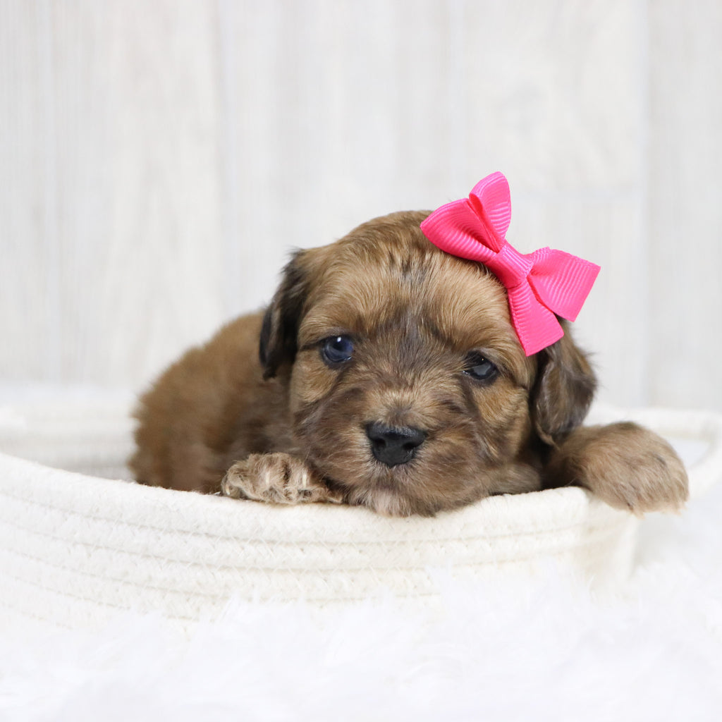 Lizzie - Available 2/11