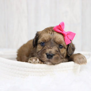 Lizzie - Available 2/11