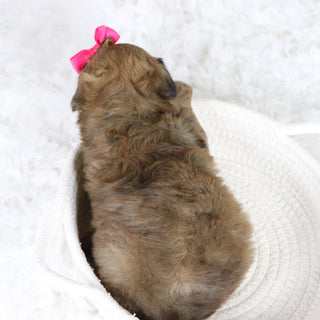 Lizzie - Available 2/11