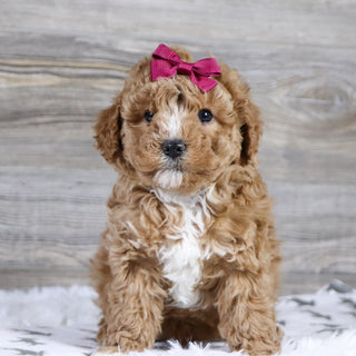 Lois - Available 12/31