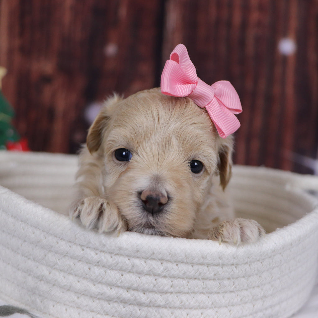 Lorena - Available 12/31