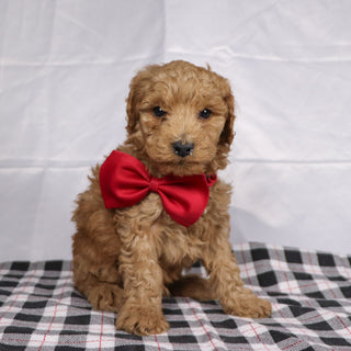 Lorenzo - Available 12/17