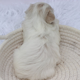 Lou - Available 8/20
