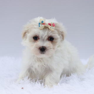Lou - Available 8/20