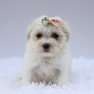 Lou - Available 8/20