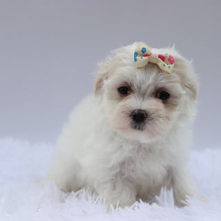 Lou - Available 8/20