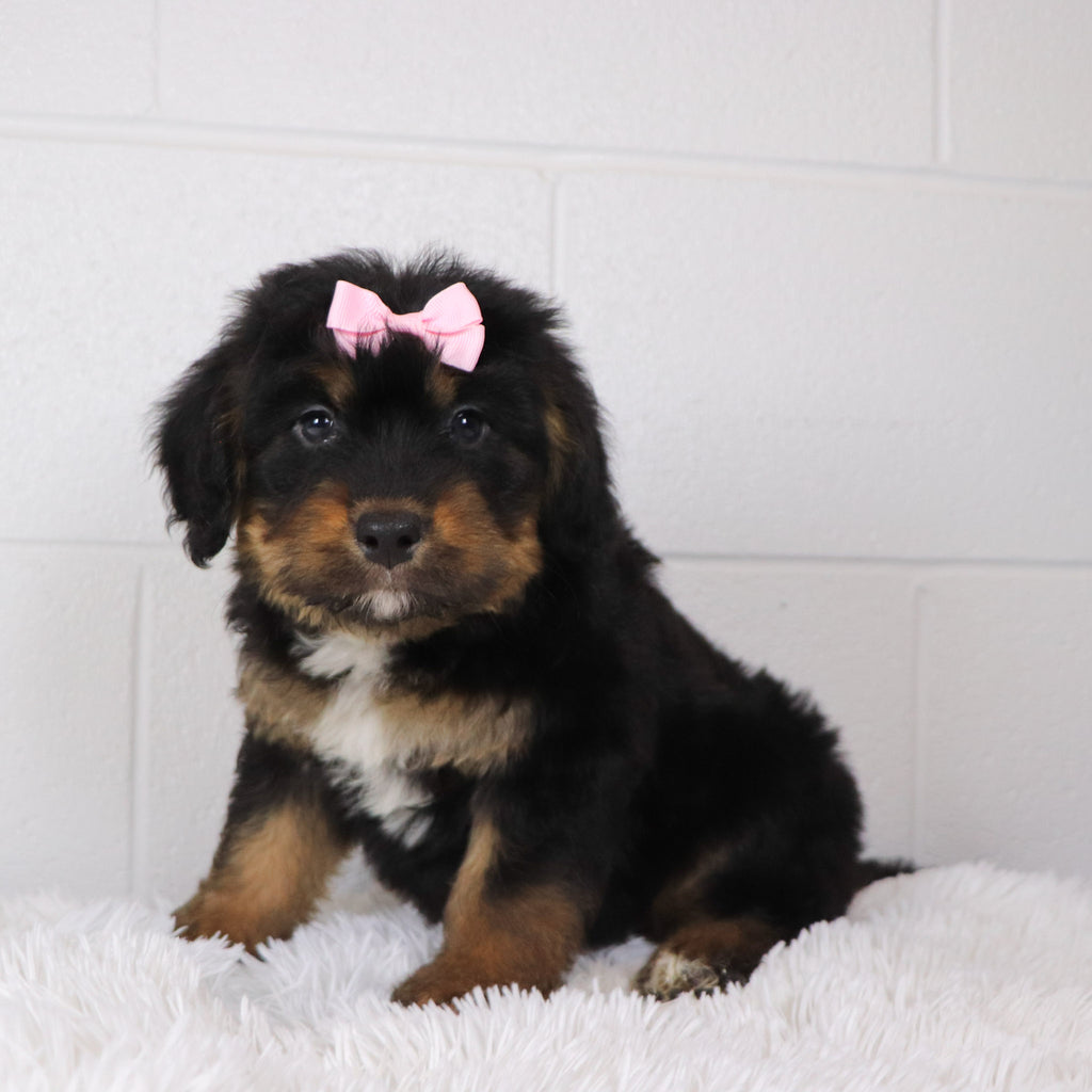 Luna - Available 1/15