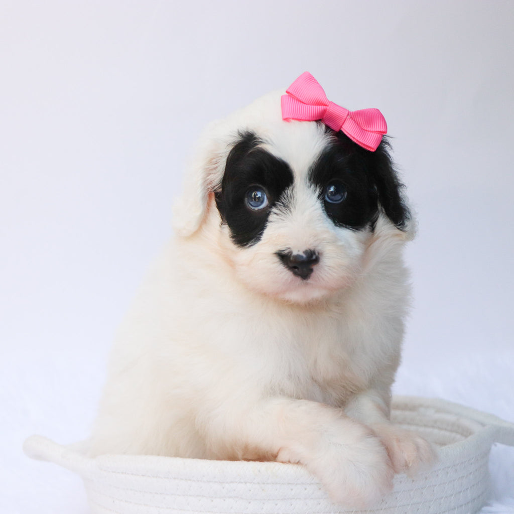 Lynette - Available 8/27