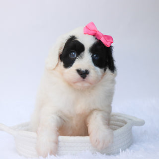 Lynette - Available 8/27