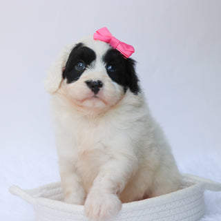 Lynette - Available 8/27
