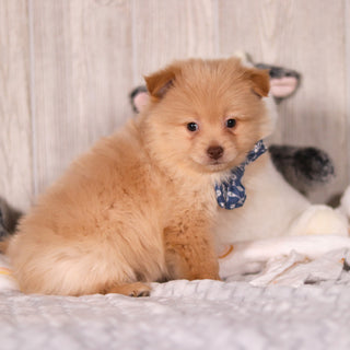 Maurice - Available 3/19