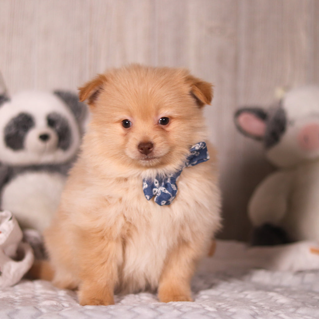 Maurice - Available 3/19