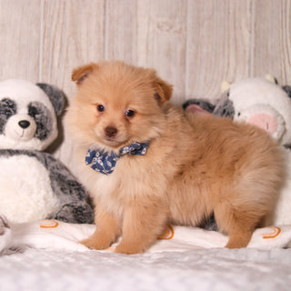 Maurice - Available 3/19