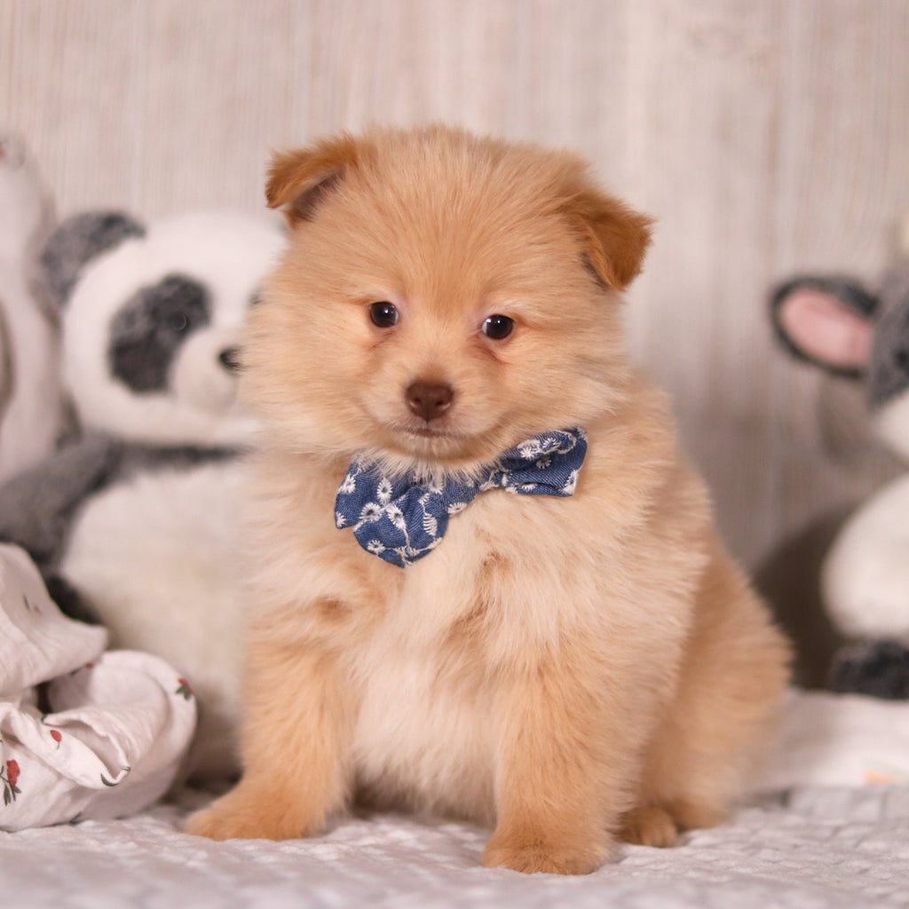 Maurice - Available 3/19