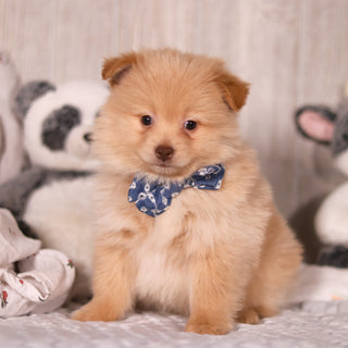 Maurice - Available 3/19