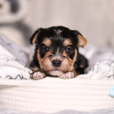 Ren - Available 3/26