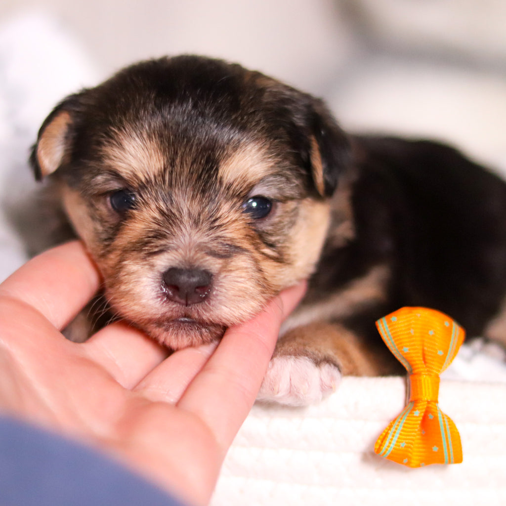 Beckett - Available 3/26