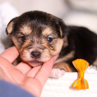 Beckett - Available 3/26