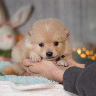 Winston - Available Now
