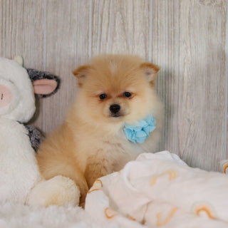 Winston - Available Now