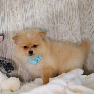 Winston - Available Now