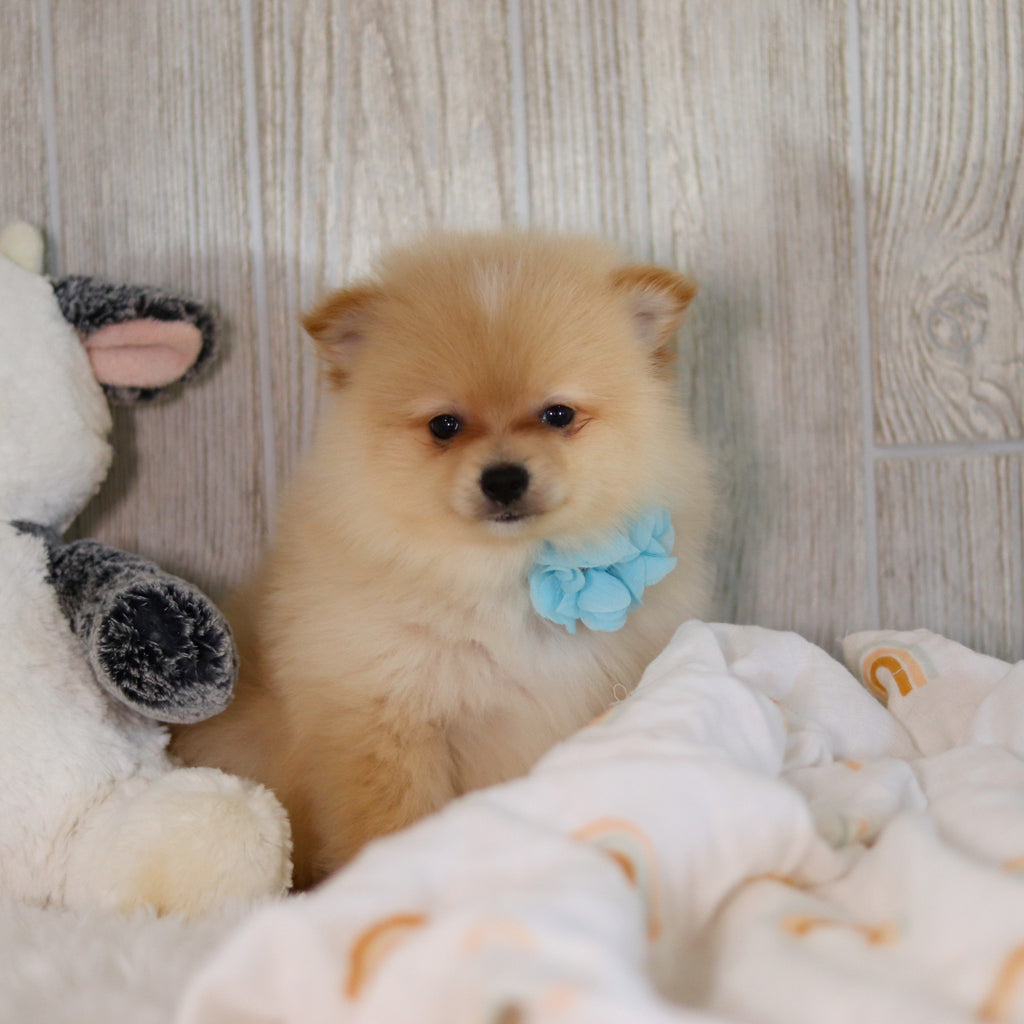 Winston - Available Now