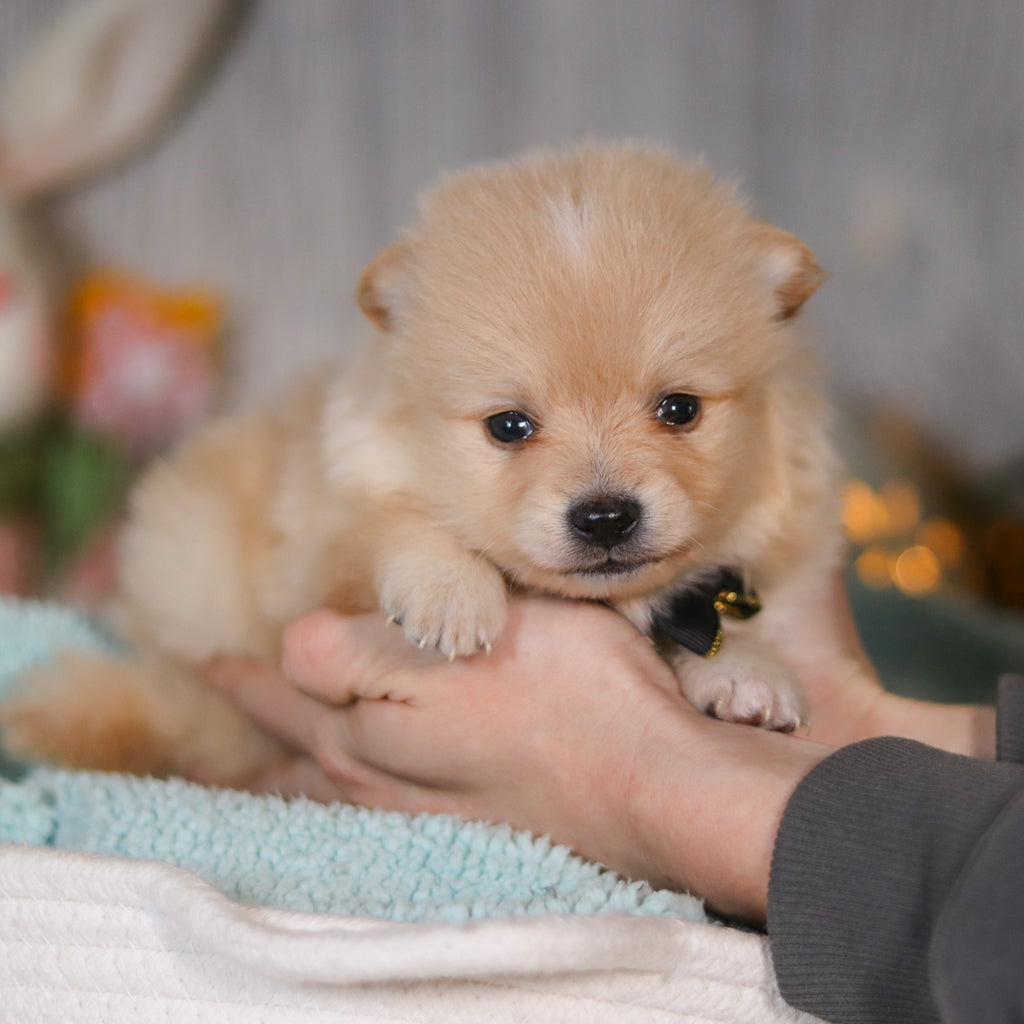 Winston - Available Now