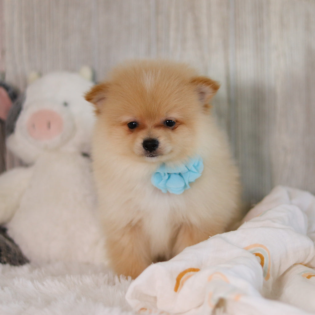 Winston - Available Now