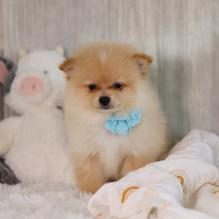 Winston - Available Now