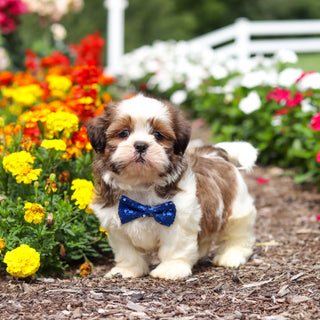Rufus - Available 9/3