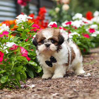 Russell - Available 9/3