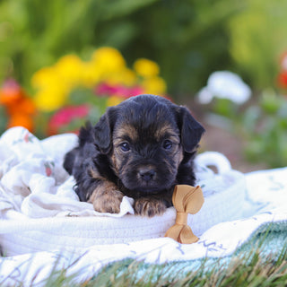 Turner - Available 9/10