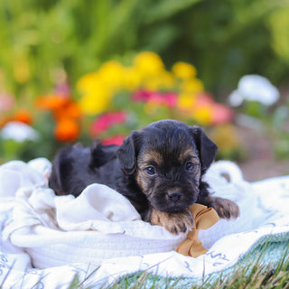 Turner - Available 9/10