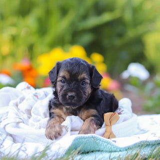 Turner - Available 9/10