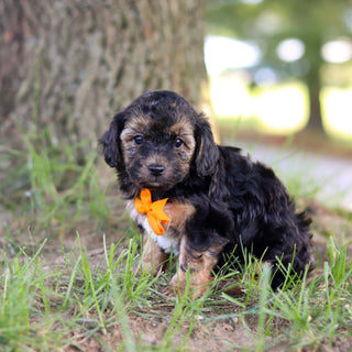 Turner - Available 9/10