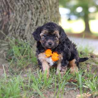 Turner - Available 9/10