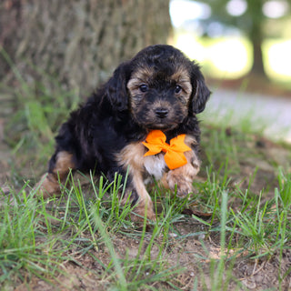 Turner - Available 9/10
