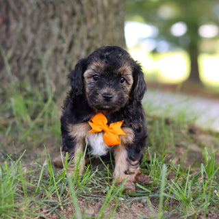 Turner - Available 9/10