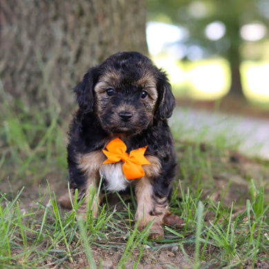 Turner - Available 9/10