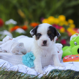 Tuffy - Available 9/10