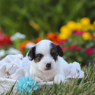 Tuffy - Available 9/10