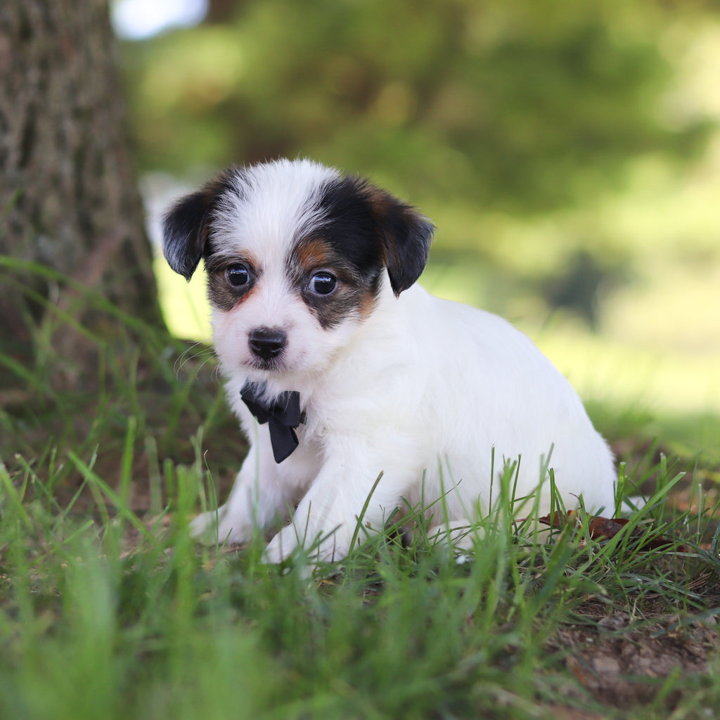Tuffy - Available 9/10