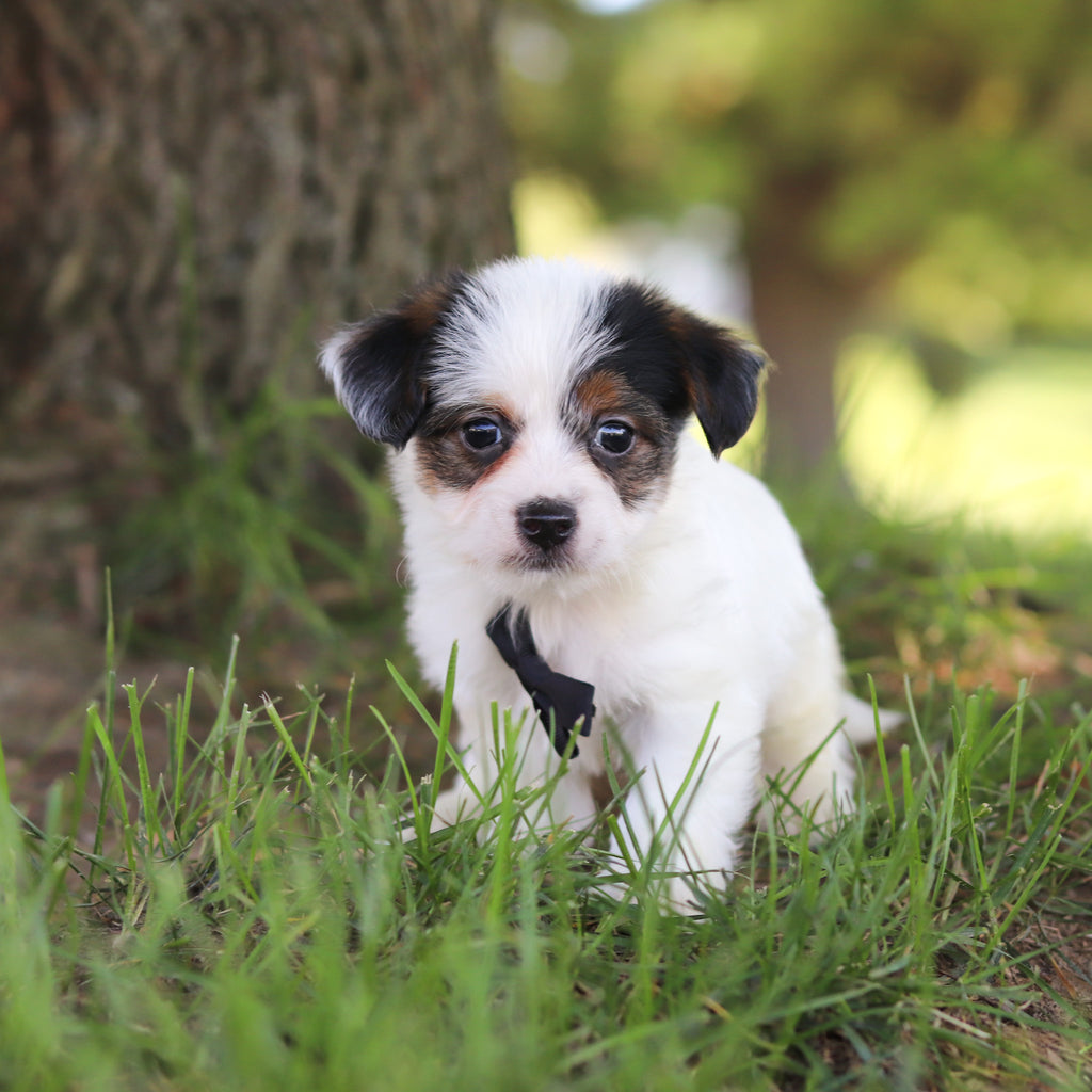 Tuffy - Available 9/10