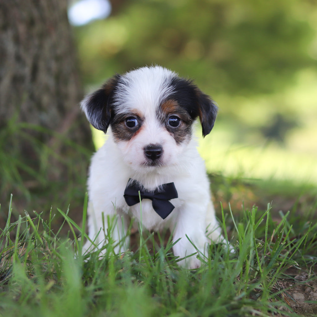 Tuffy - Available 9/10