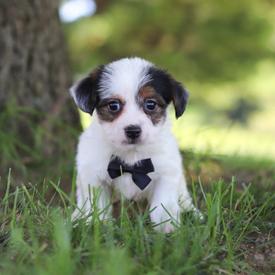 Tuffy - Available 9/10