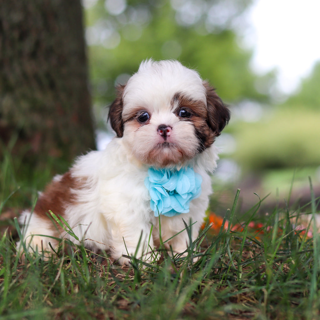 Chester - Available 9/24