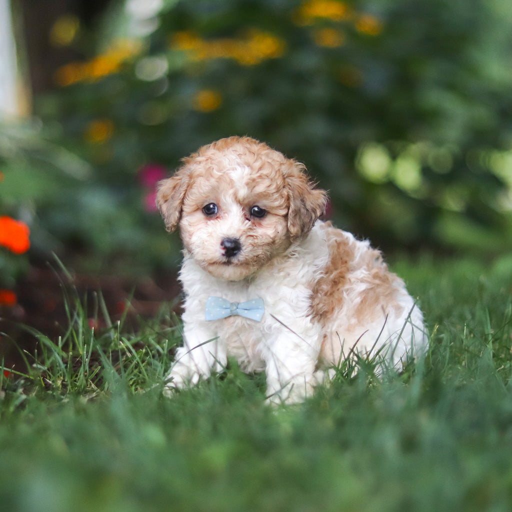 Chaney - Available 8/27