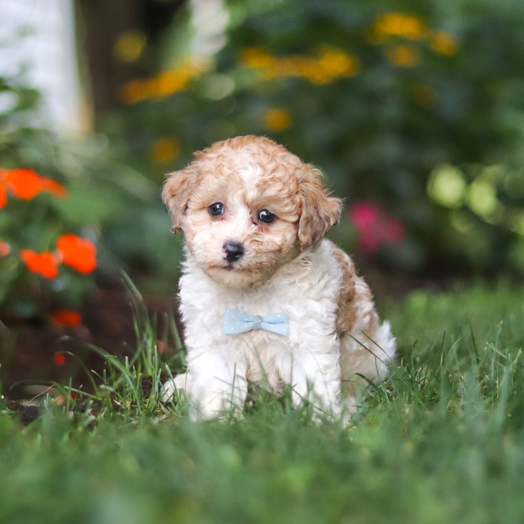 Chaney - Available 8/27